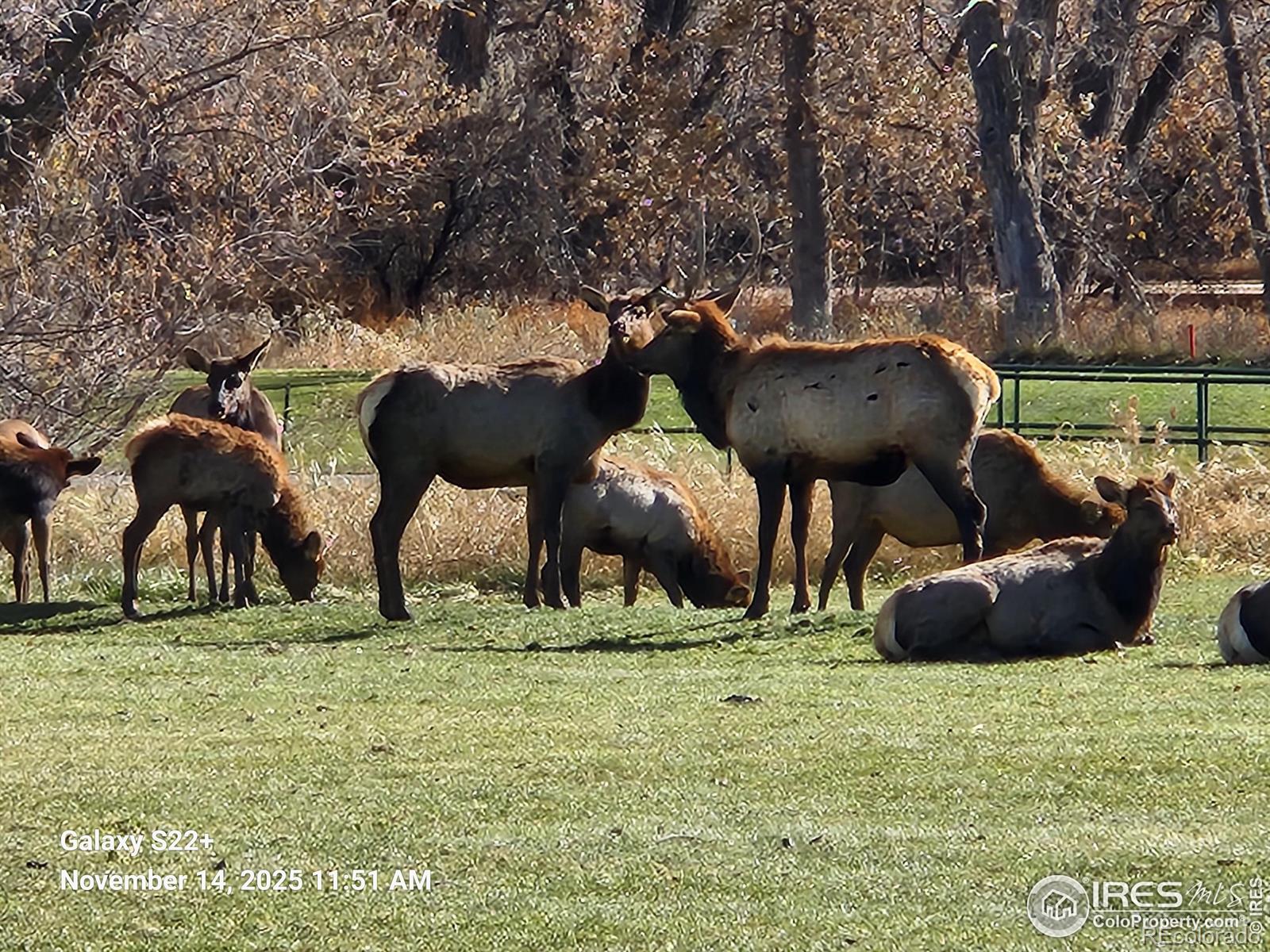 MLS Image #38 for 684  deer meadow drive,loveland, Colorado