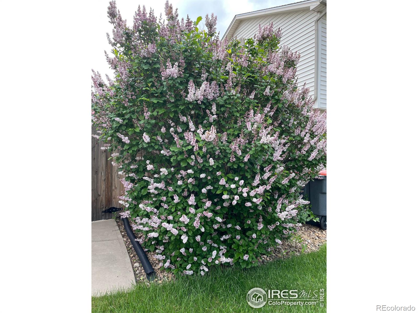 MLS Image #30 for 204  linden street,frederick, Colorado