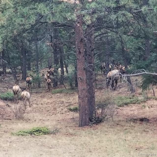 MLS Image #46 for 13892  douglas ranch drive,pine, Colorado