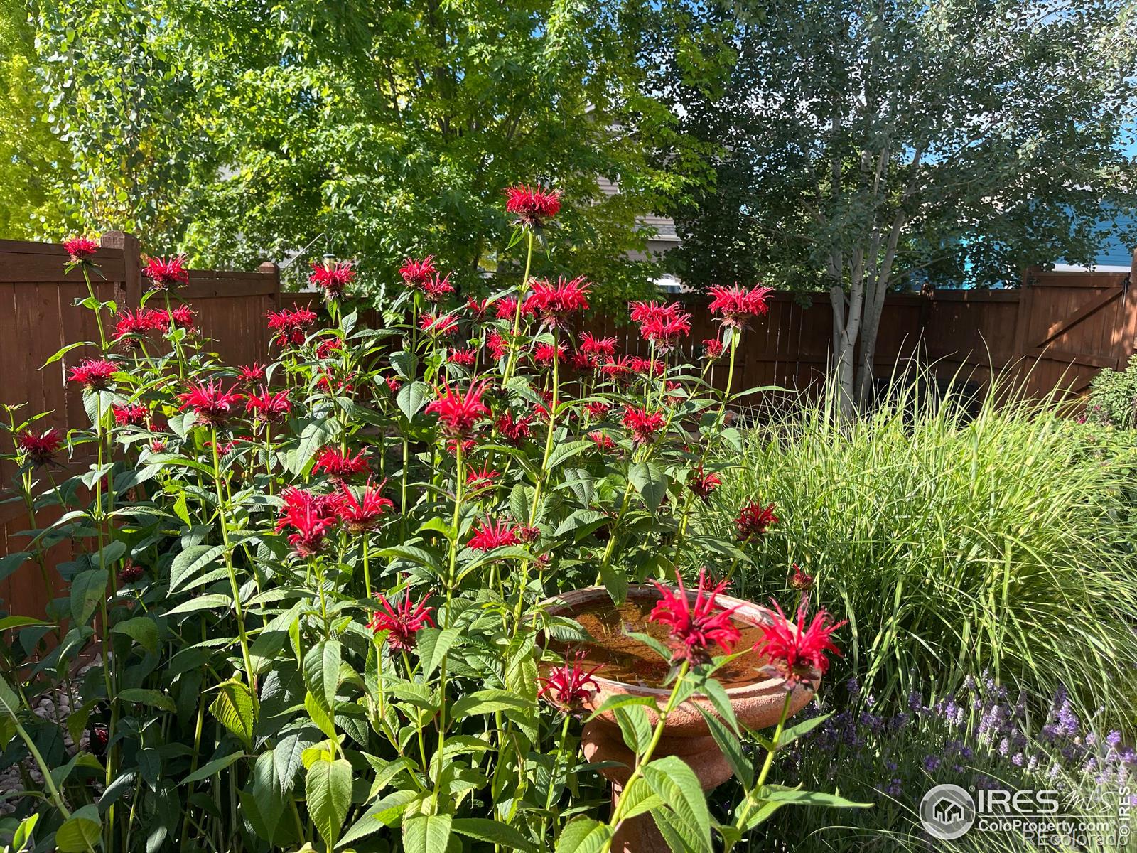MLS Image #49 for 1503  hollyberry street,berthoud, Colorado