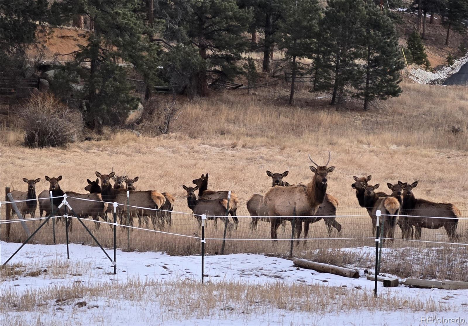 MLS Image #46 for 2565  nova road,pine, Colorado