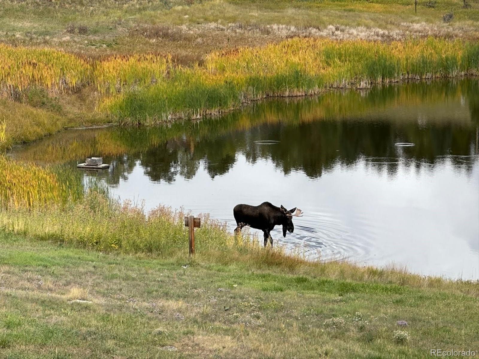MLS Image #33 for 7082  silverhorn drive,evergreen, Colorado