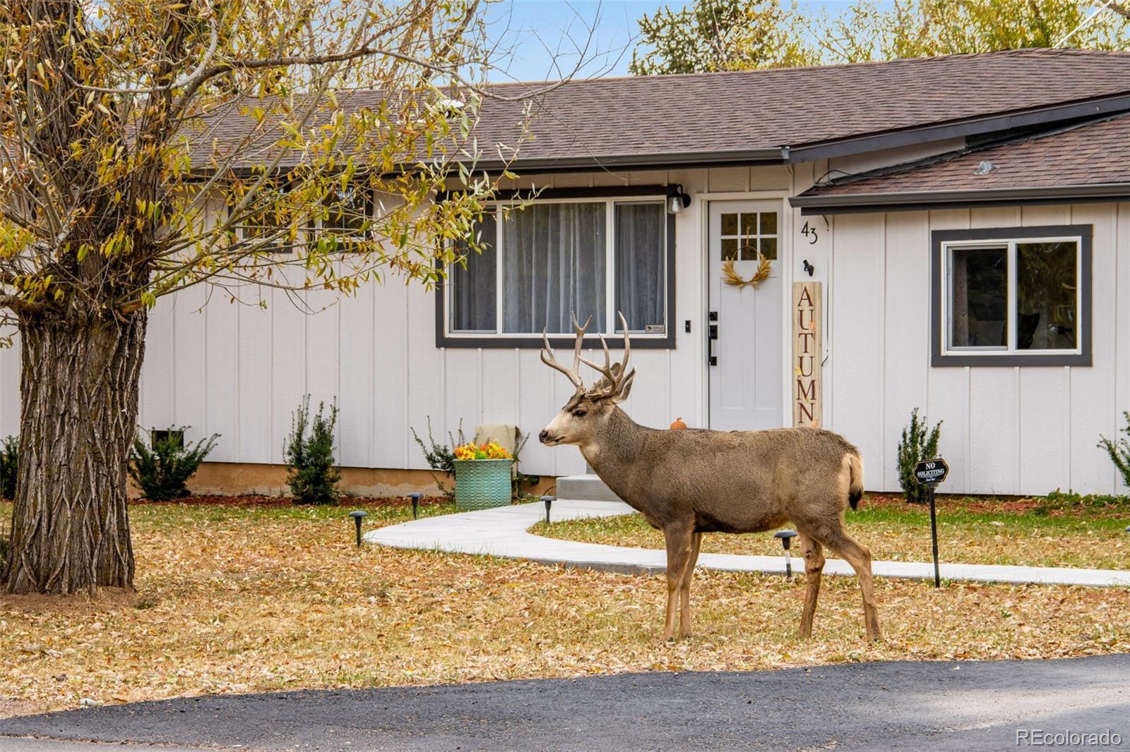 MLS Image #3 for 43 s valley road,palmer lake, Colorado