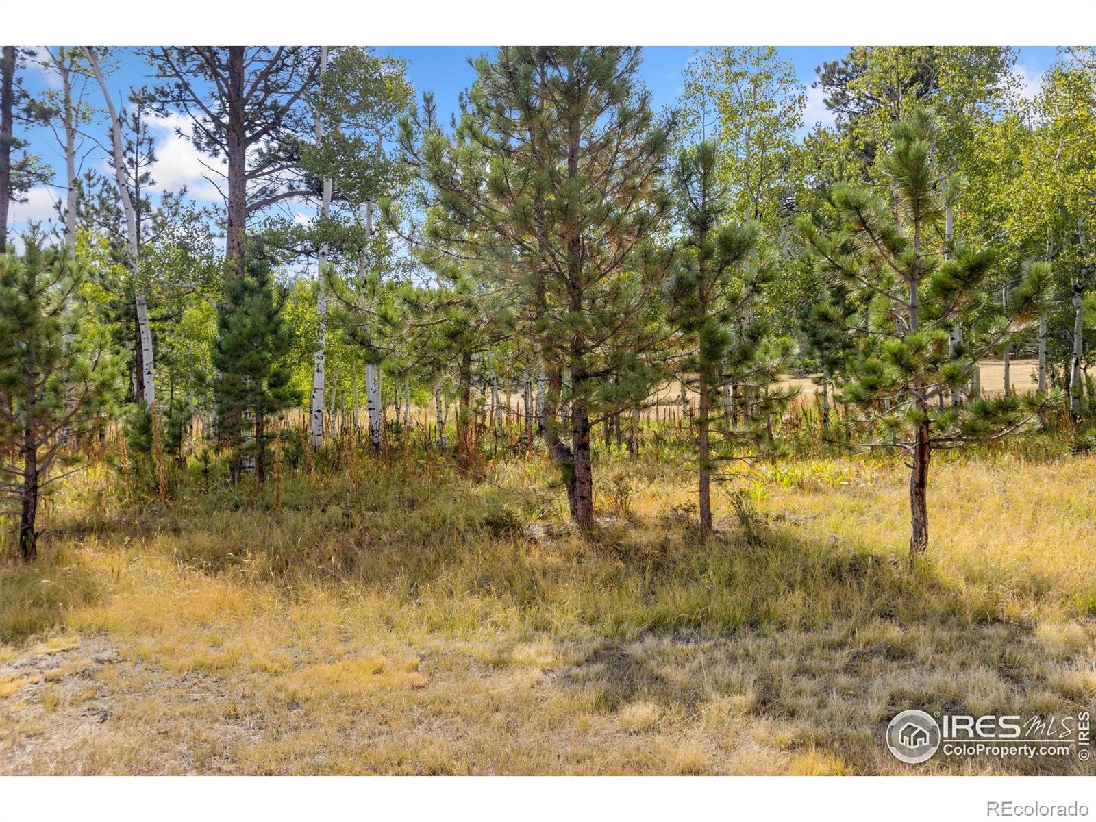 MLS Image #5 for 98  deadhorse mountain court,livermore, Colorado
