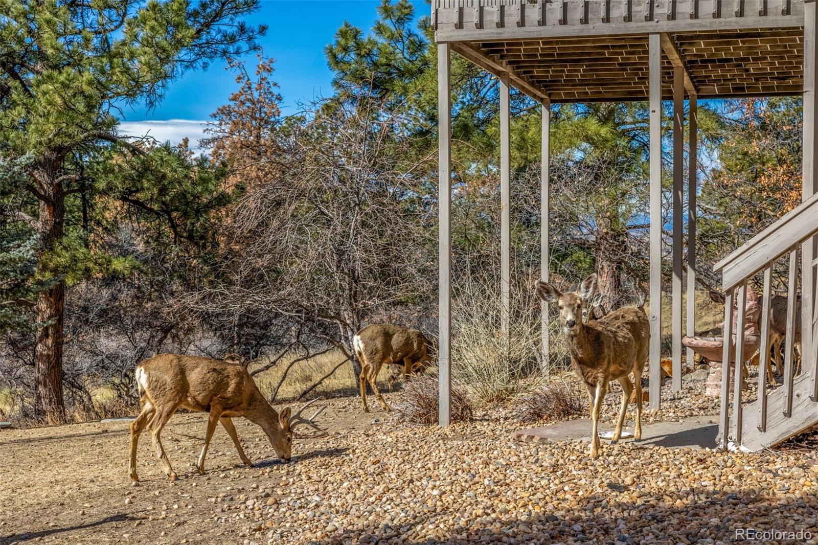 MLS Image #46 for 5953  angie court,parker, Colorado