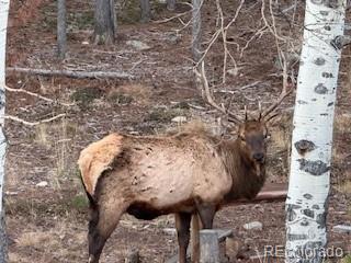 MLS Image #14 for 8790 s warhawk road,conifer, Colorado