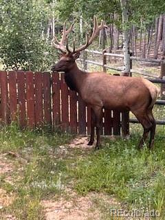 MLS Image #19 for 8790 s warhawk road,conifer, Colorado