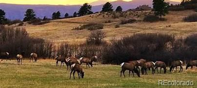 MLS Image #24 for 4363  chateau ridge lane ,castle rock, Colorado