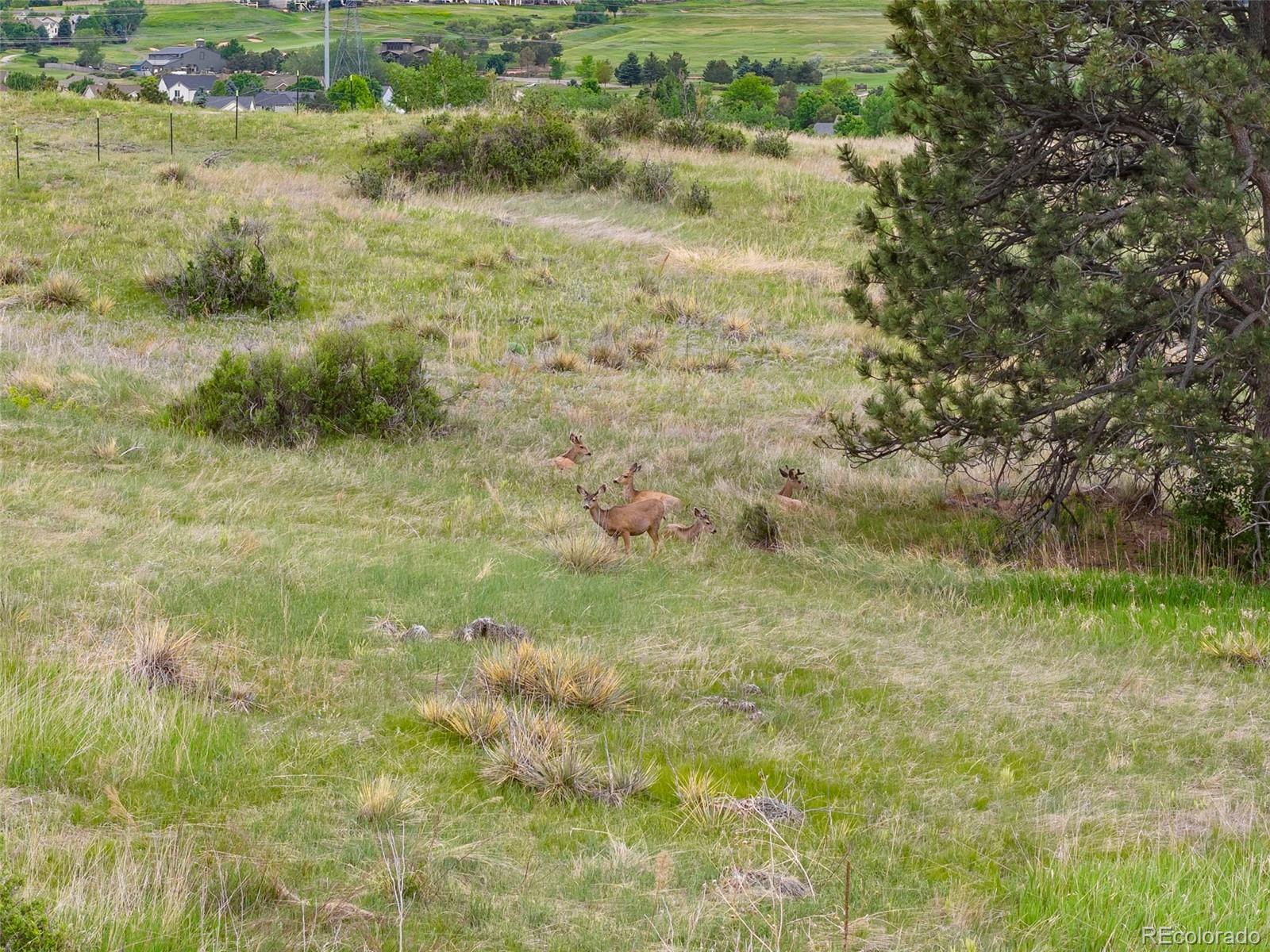 MLS Image #28 for 10720  mount antero way,parker, Colorado
