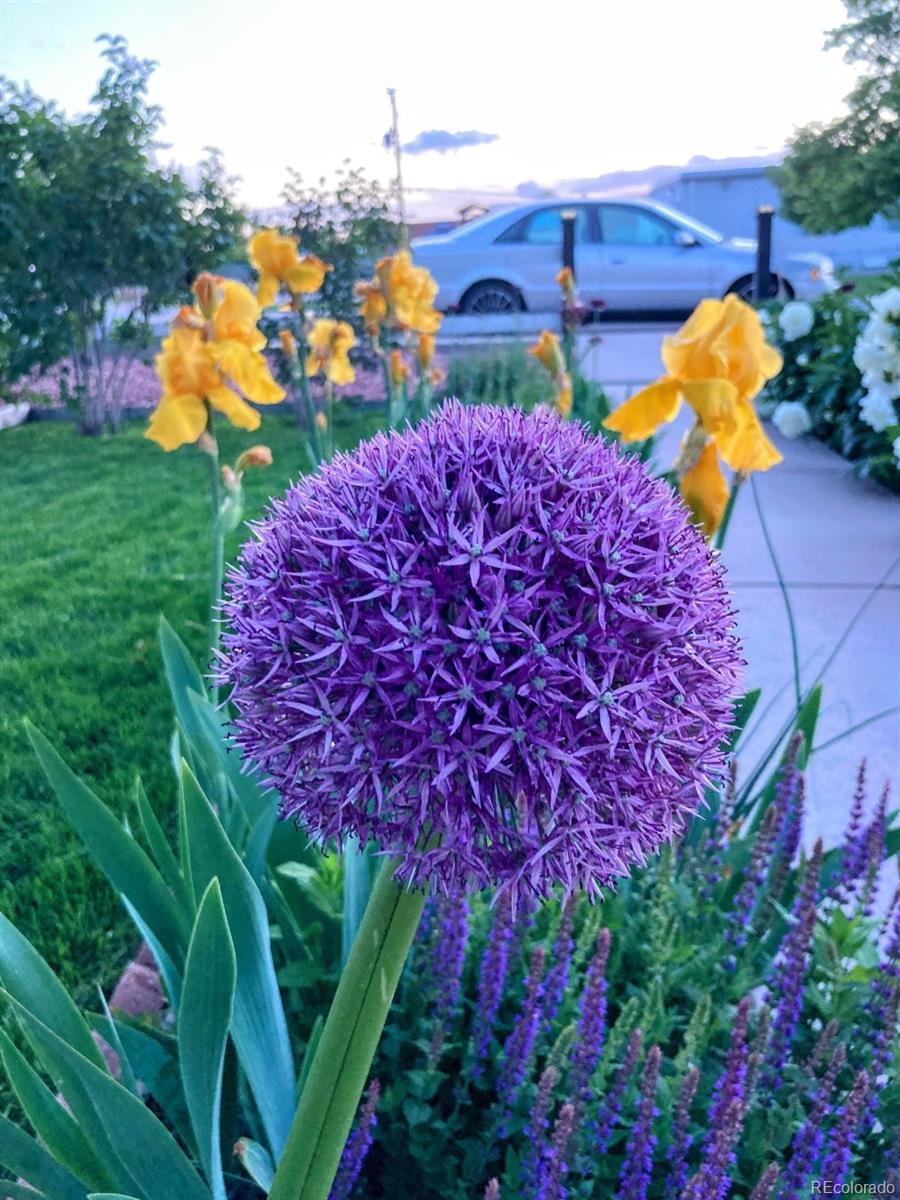 MLS Image #20 for 6750  irving street,denver, Colorado