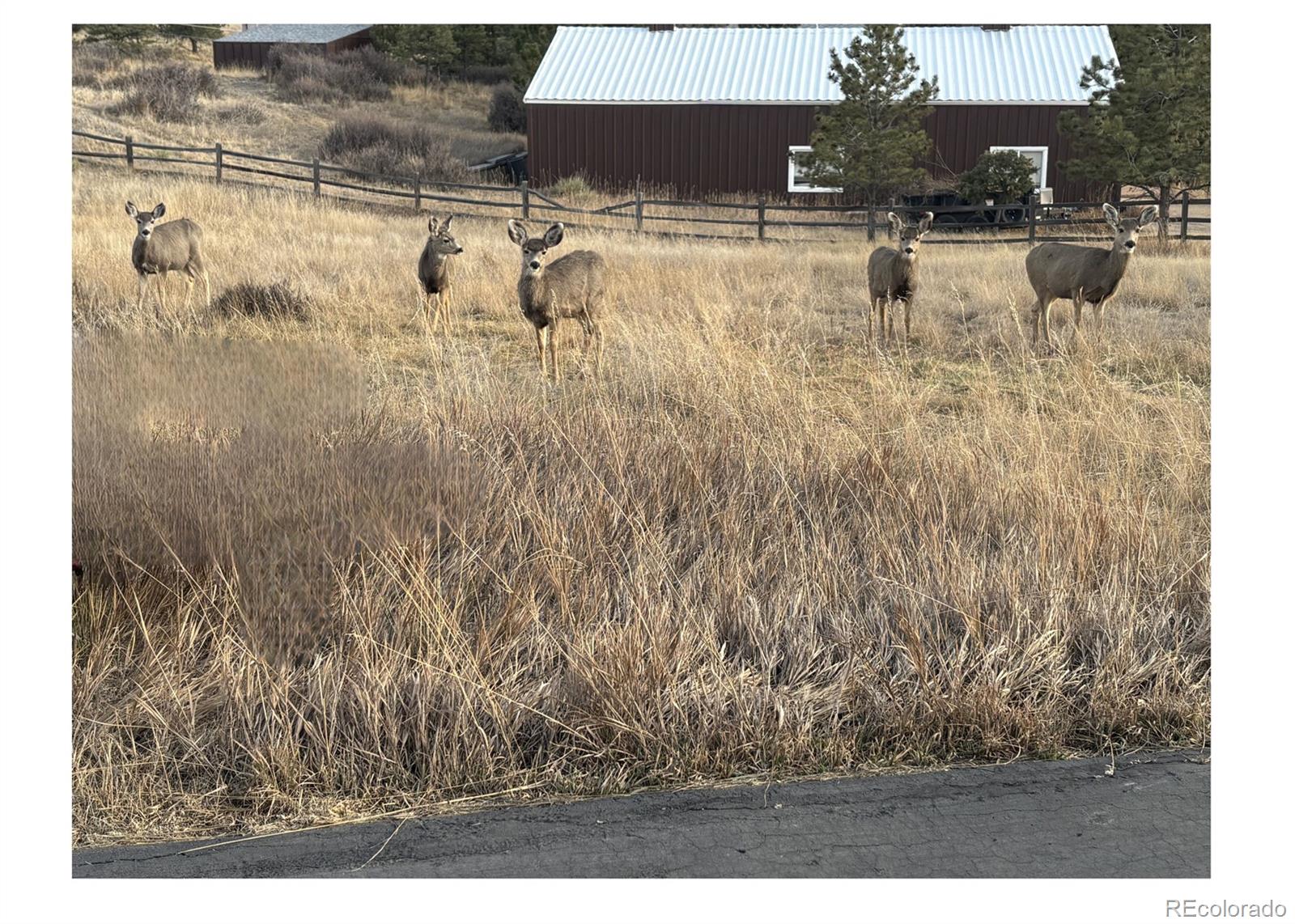 MLS Image #10 for 11346 n canary lane,parker, Colorado