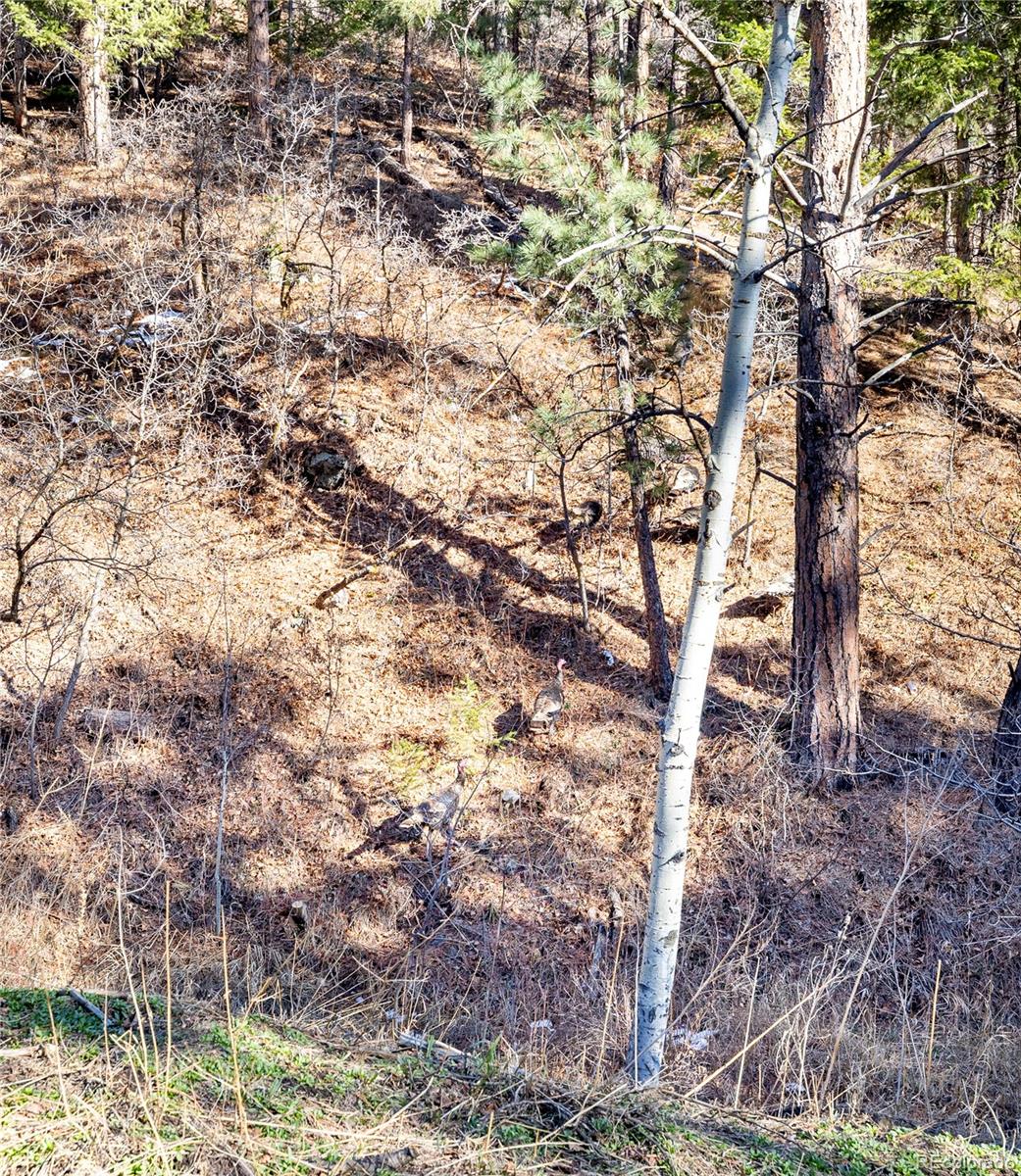 MLS Image #43 for 9079 s murphy gulch road,littleton, Colorado