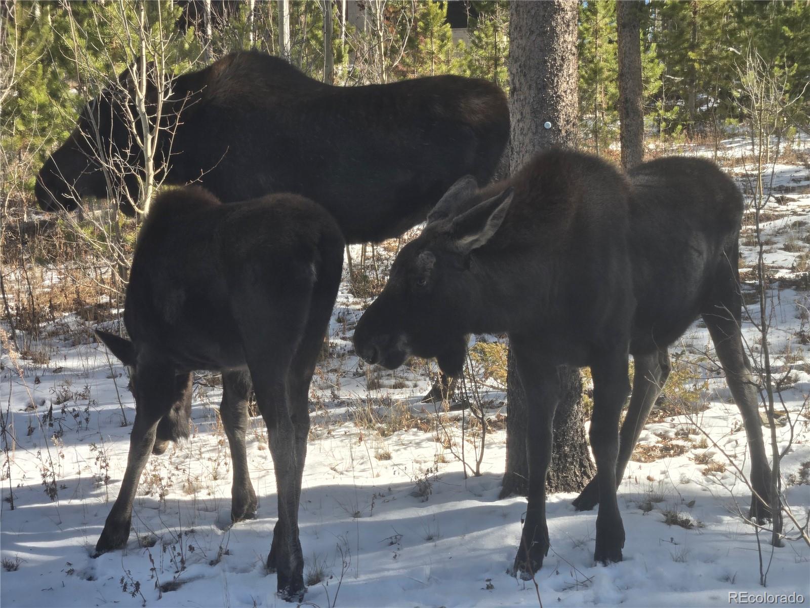 MLS Image #1 for 1279  american way,breckenridge, Colorado