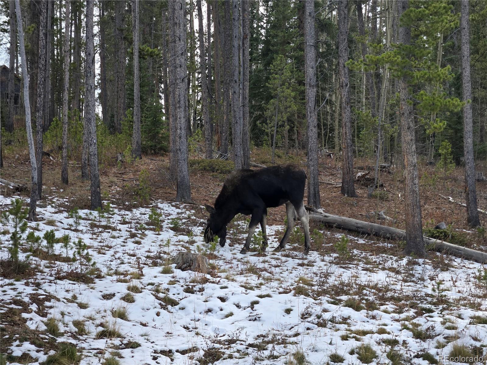 MLS Image #34 for 1279  american way,breckenridge, Colorado
