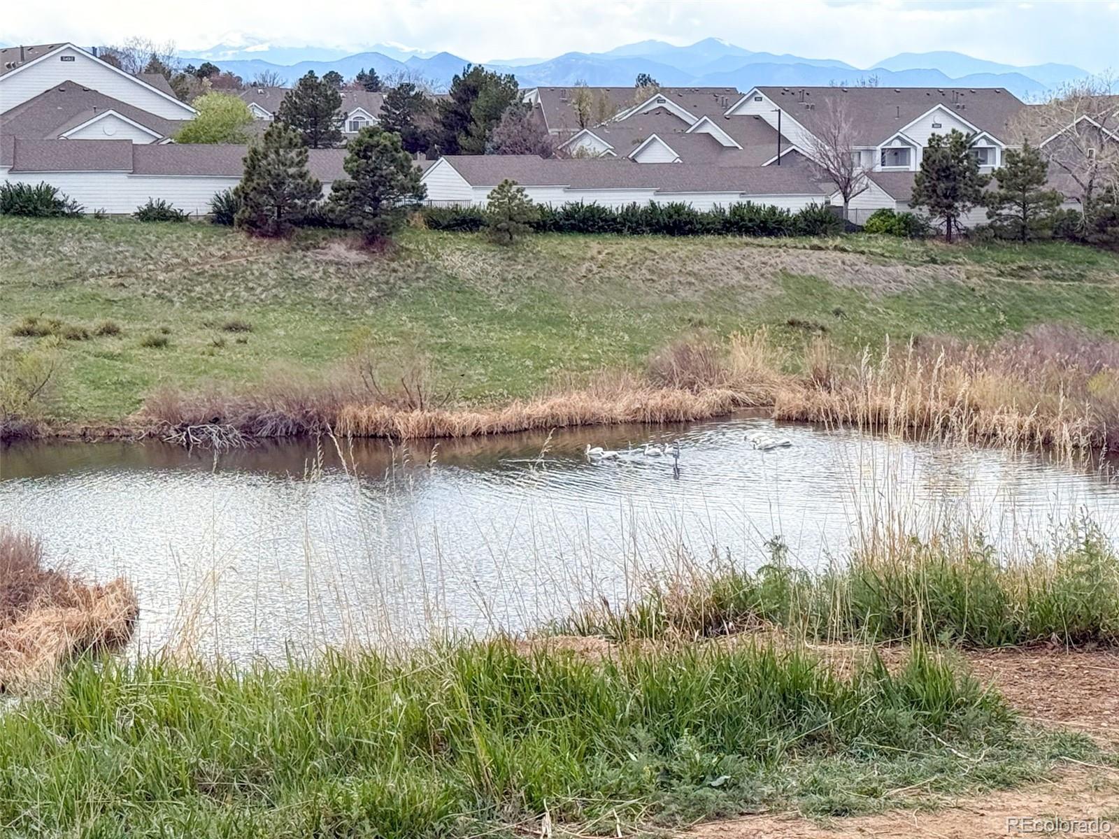 MLS Image #26 for 8389  pebble creek way,highlands ranch, Colorado