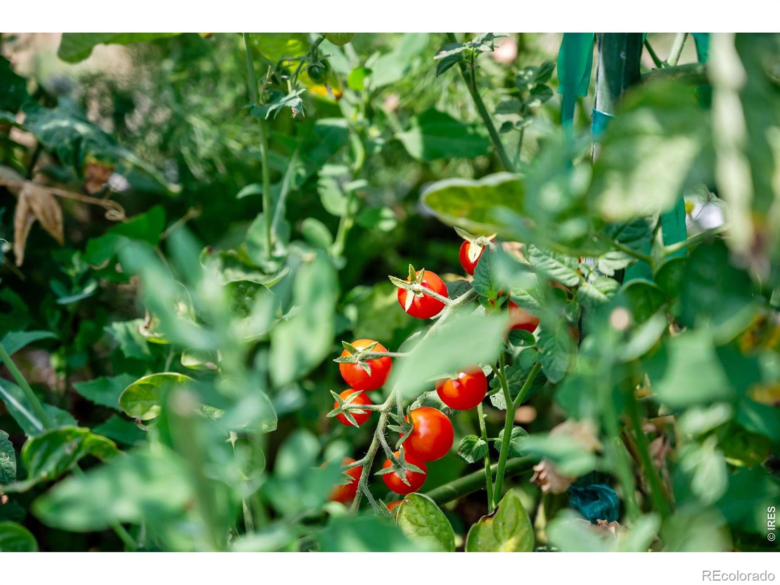 MLS Image #20 for 12745 n 66th street,longmont, Colorado