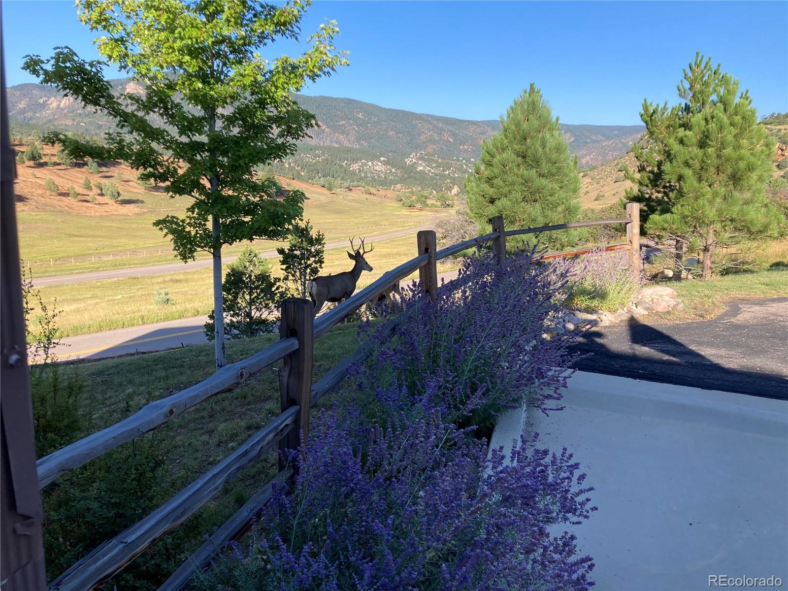 MLS Image #6 for 4540  echo cliff lane,larkspur, Colorado