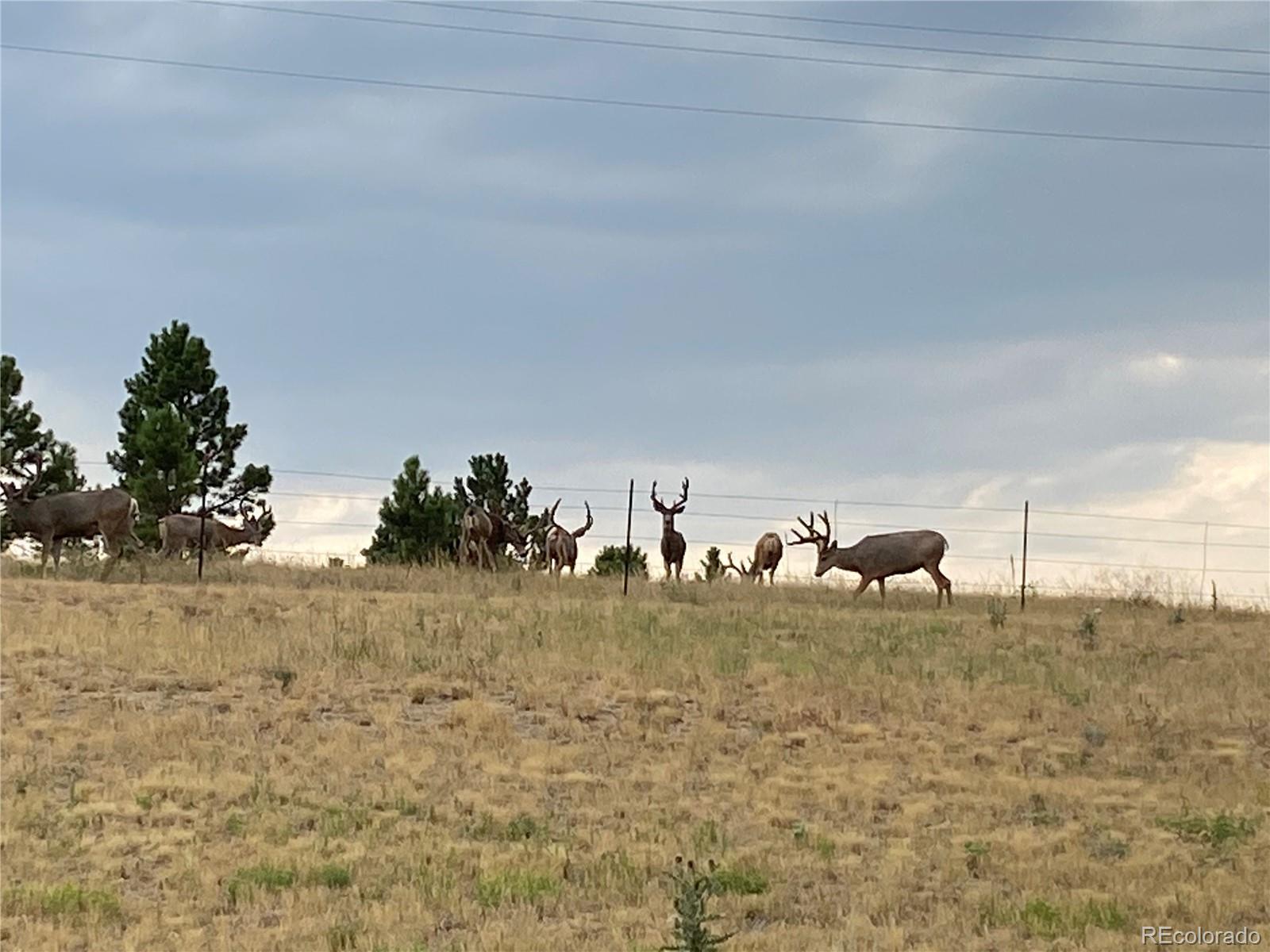MLS Image #42 for 575  howling circle,elizabeth, Colorado