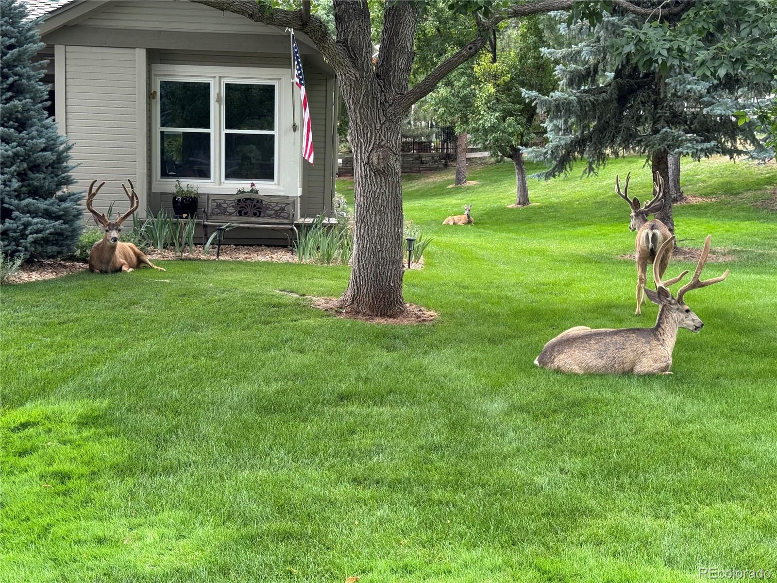 MLS Image #48 for 4  red cedar ,littleton, Colorado
