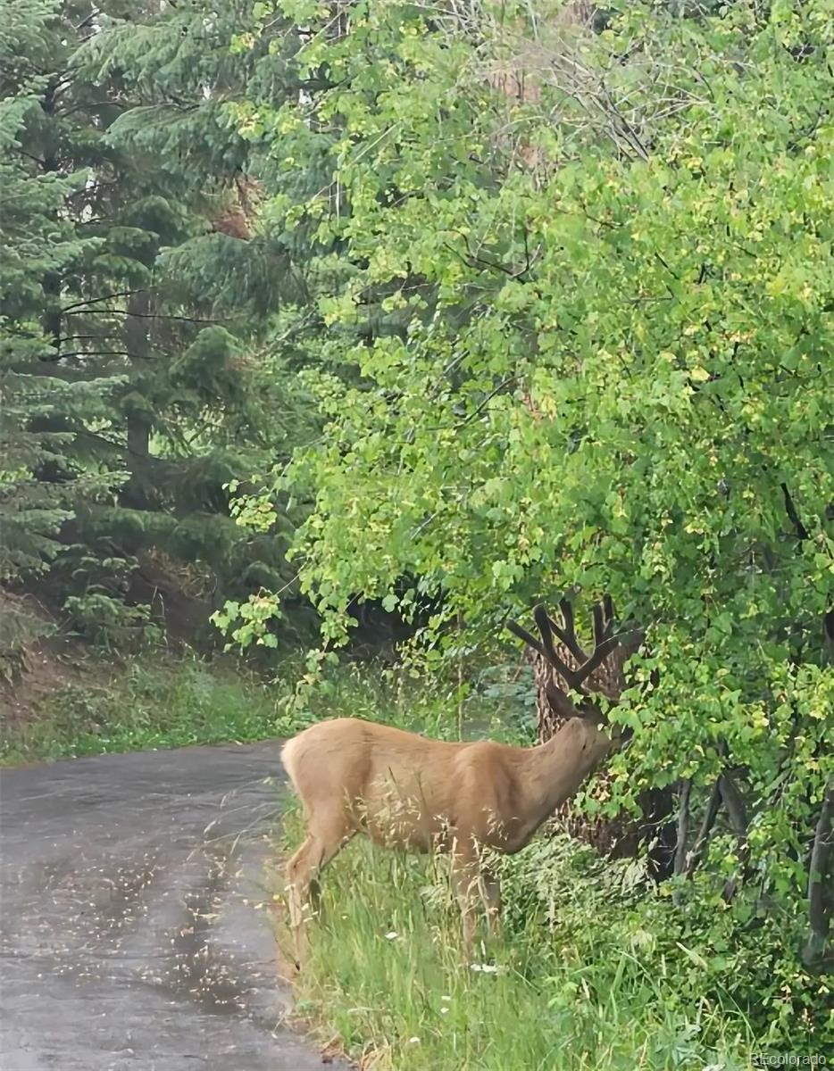 MLS Image #31 for 19184  silver ranch road,conifer, Colorado