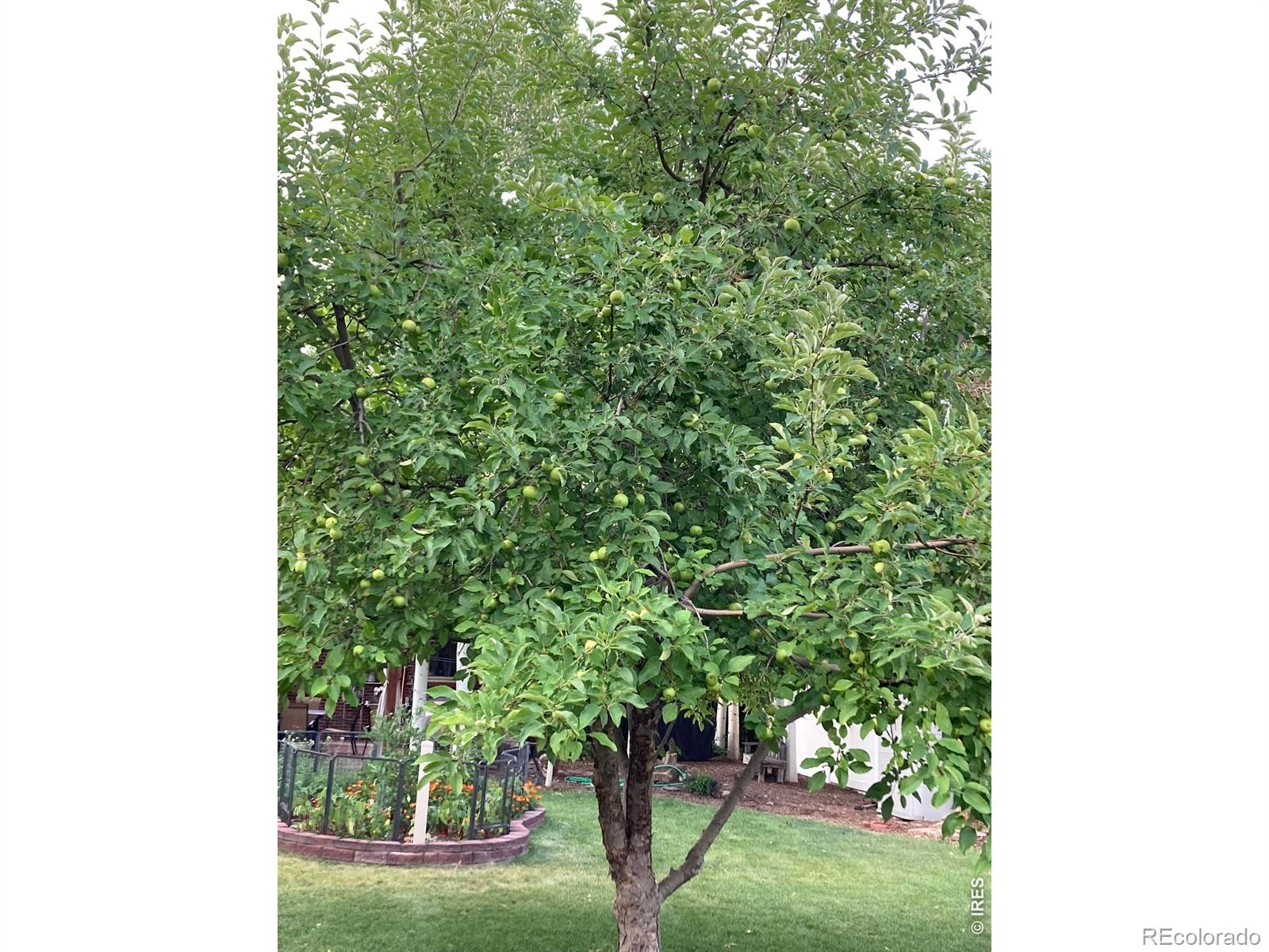 MLS Image #39 for 509  locust street,windsor, Colorado