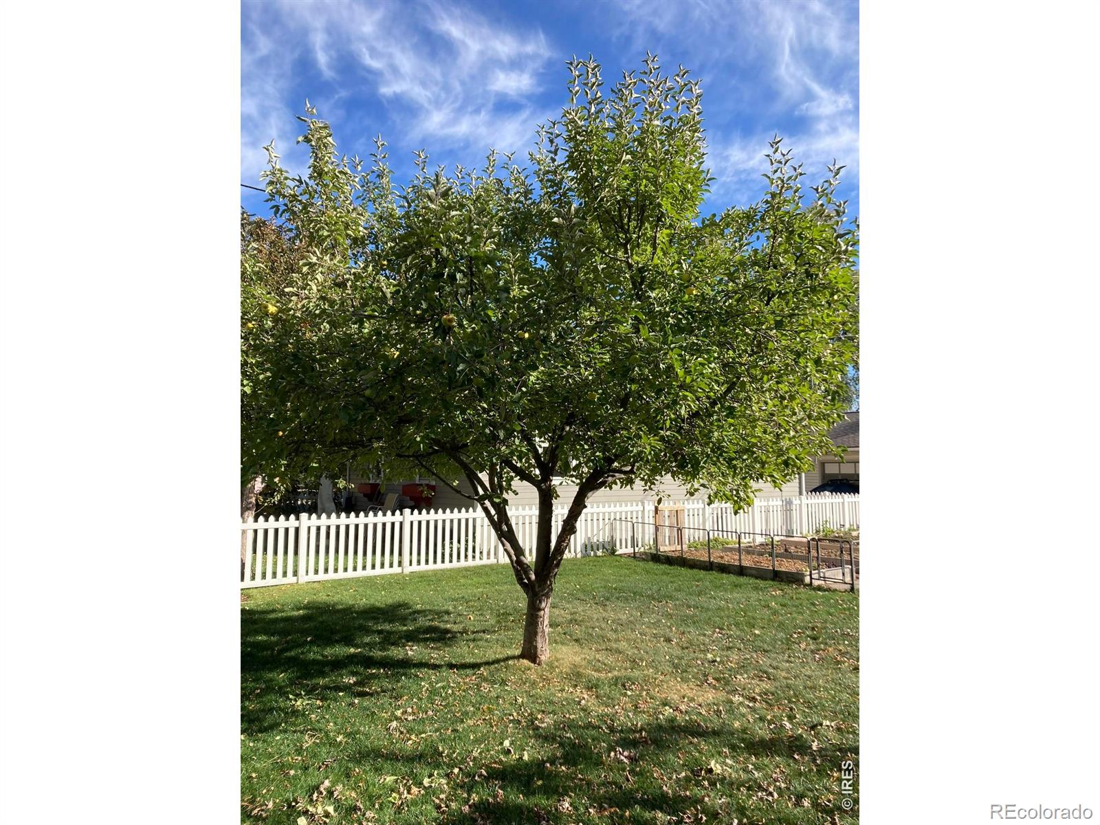 MLS Image #40 for 509  locust street,windsor, Colorado