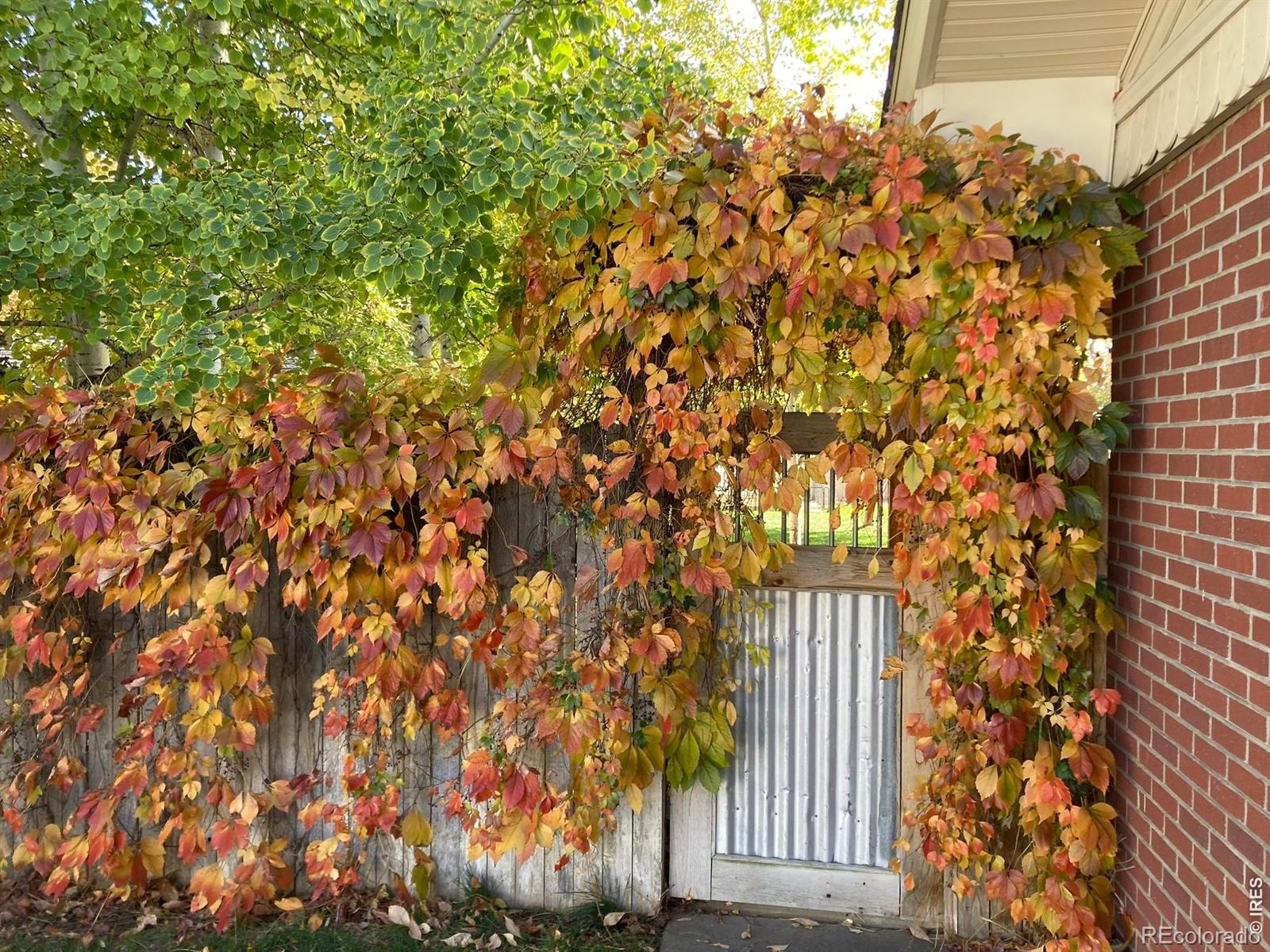 MLS Image #42 for 509  locust street,windsor, Colorado