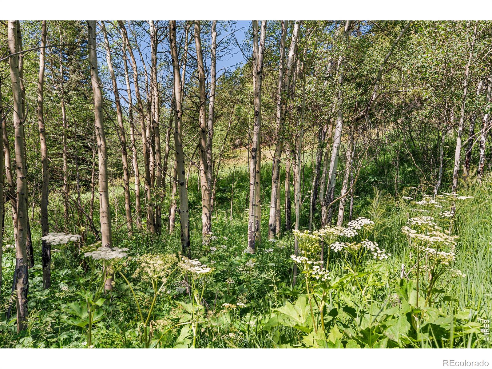 MLS Image #17 for 1213  primos road,boulder, Colorado