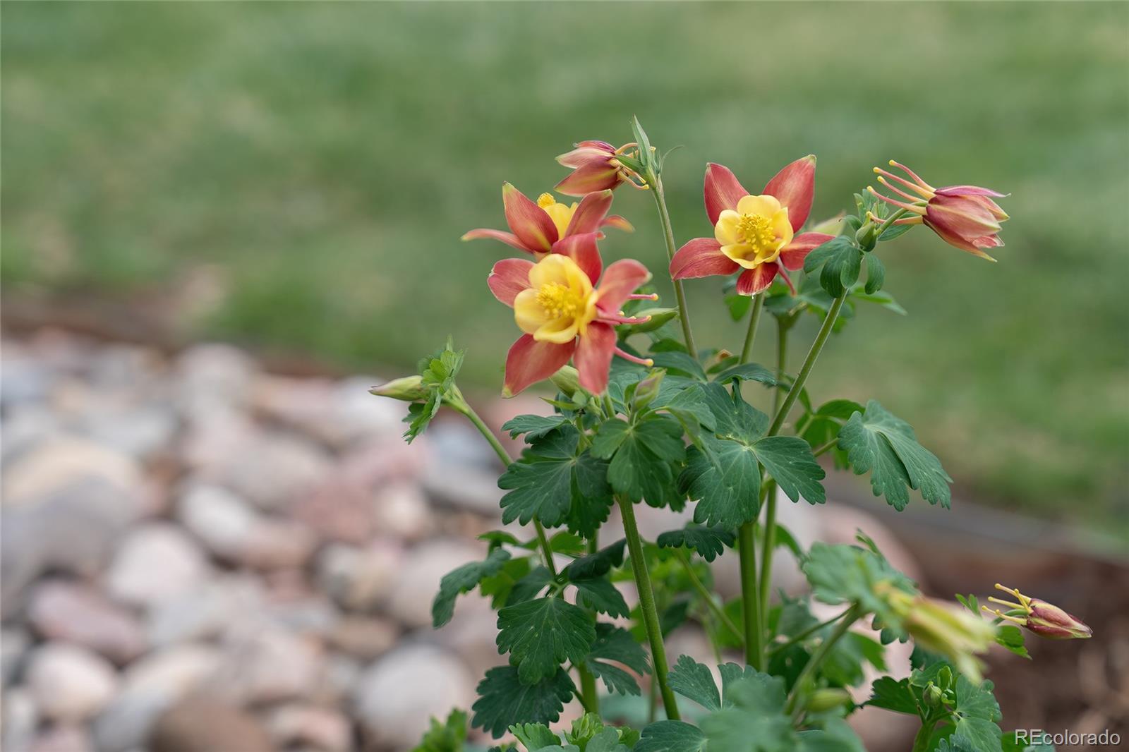 MLS Image #36 for 389 w caley drive,littleton, Colorado
