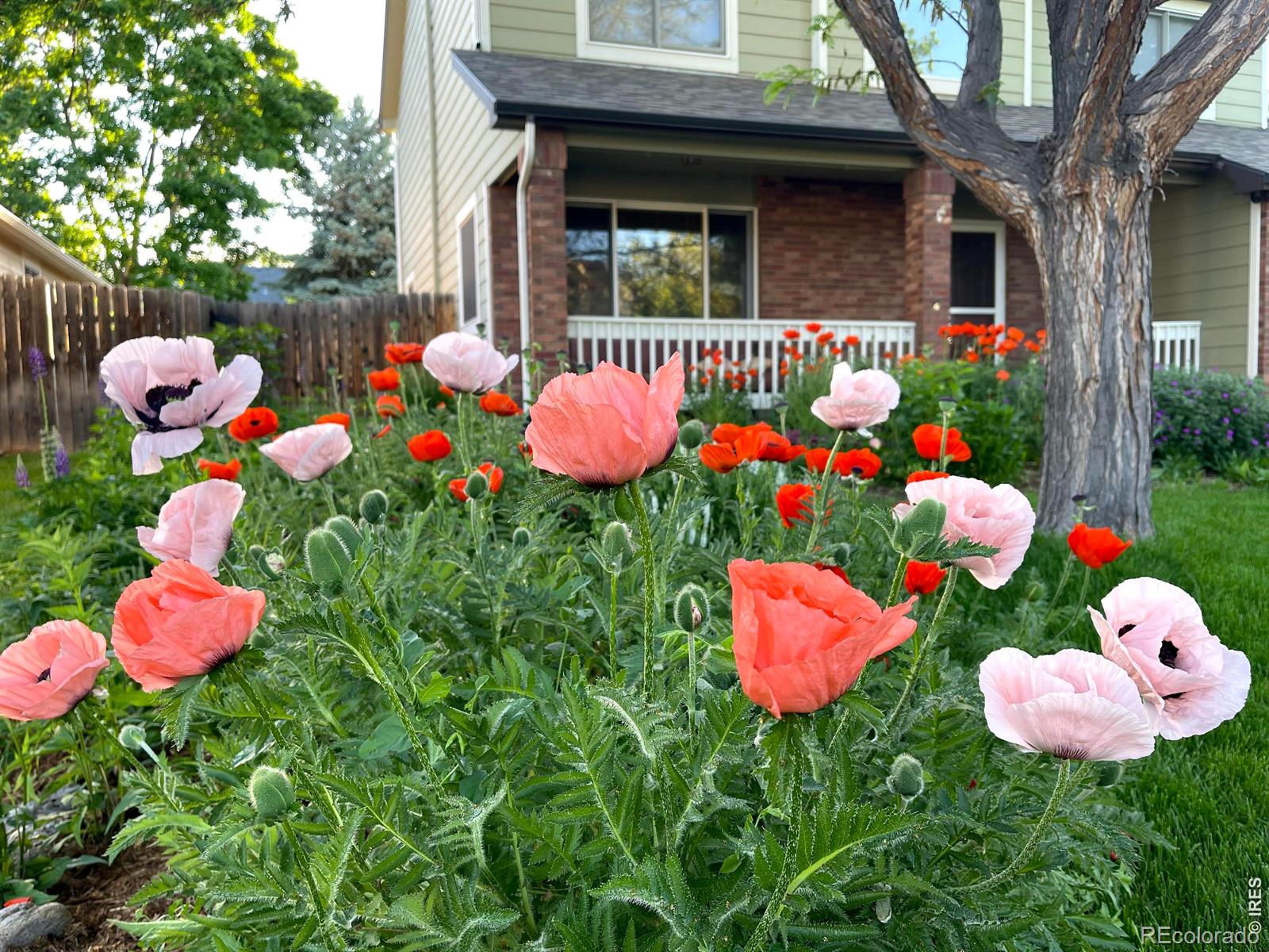 MLS Image #41 for 3507  oak hill court,fort collins, Colorado