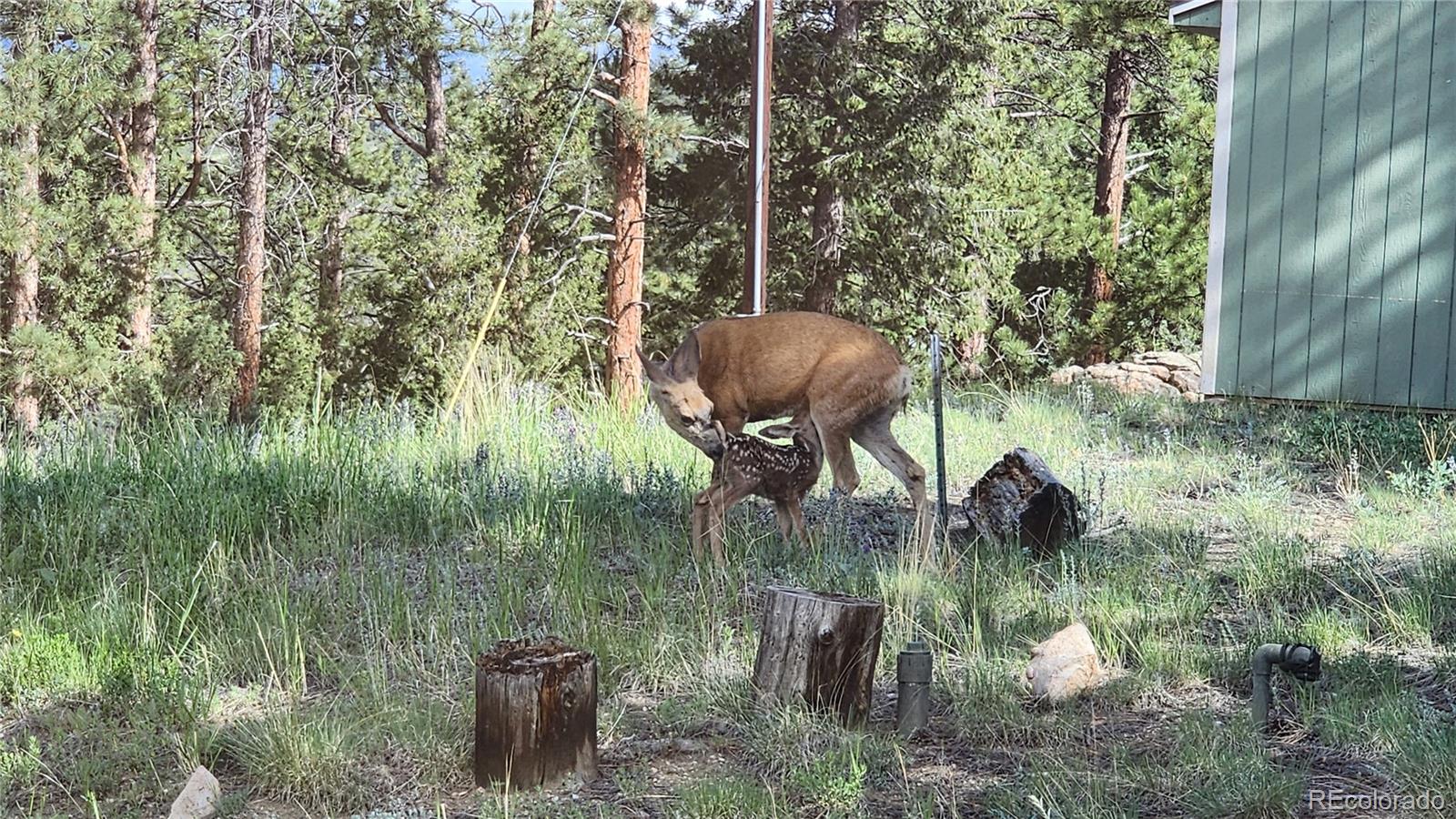 MLS Image #35 for 16  auk lane,bailey, Colorado