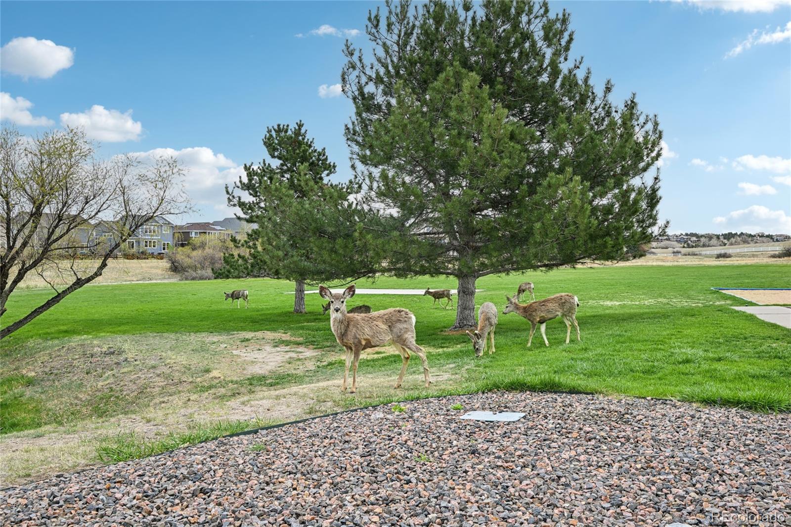 MLS Image #37 for 24081 e royal meadows avenue,parker, Colorado