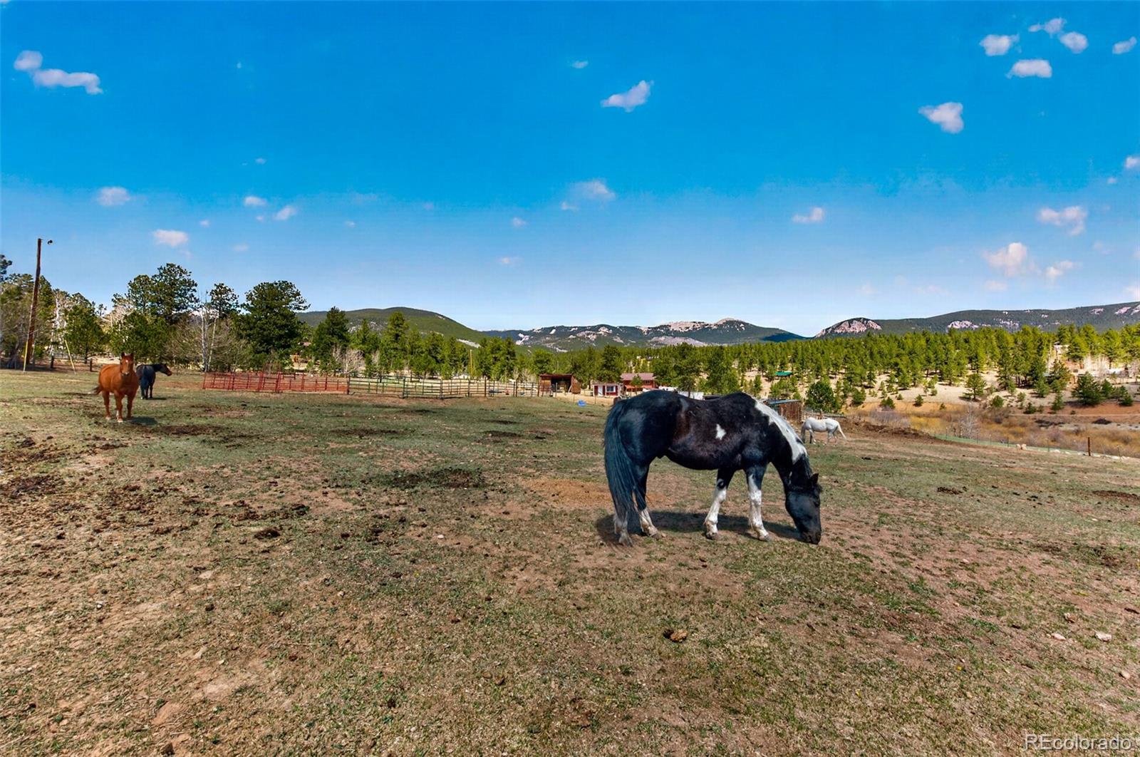 MLS Image #47 for 1328  clark road,bailey, Colorado