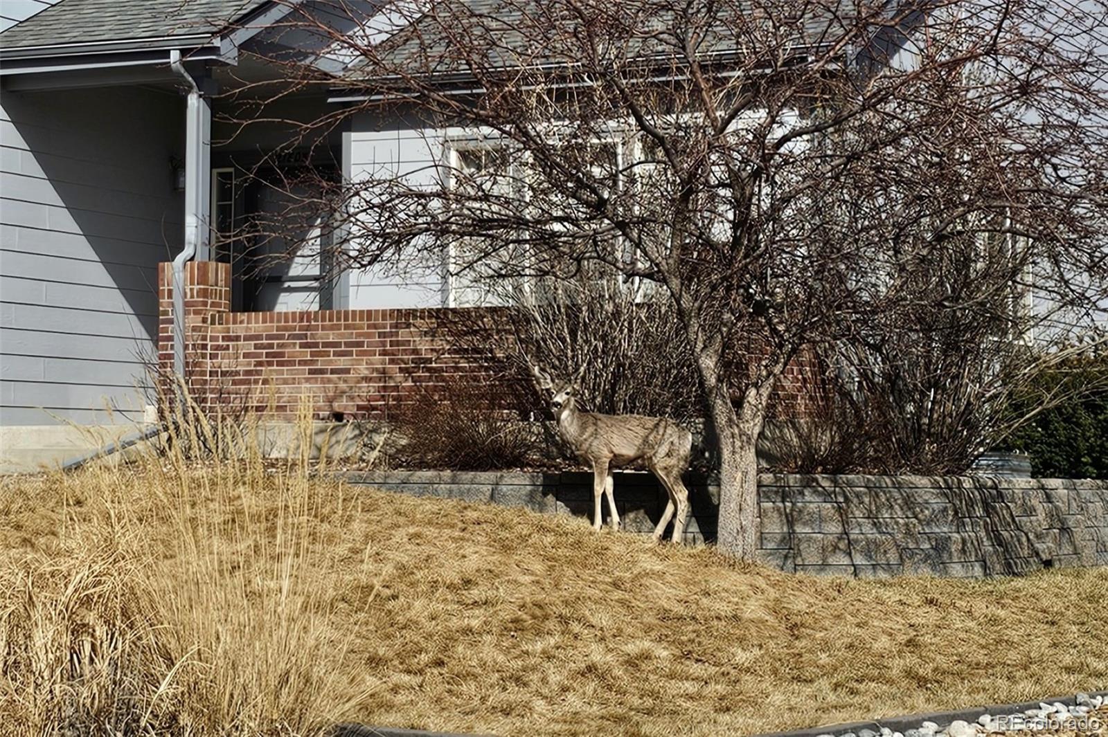 MLS Image #3 for 21805  mount elbert place,parker, Colorado
