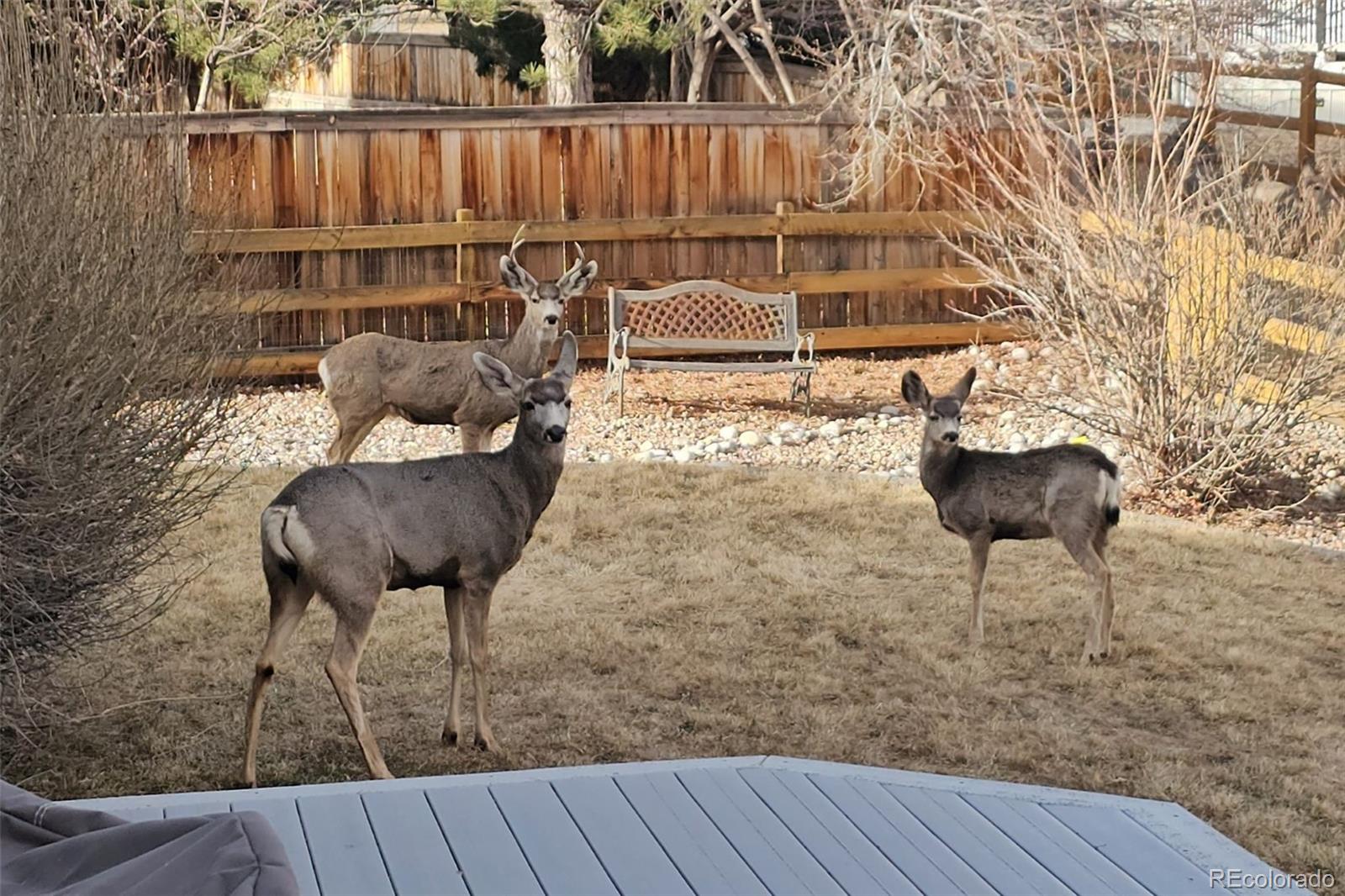 MLS Image #32 for 21805  mount elbert place,parker, Colorado