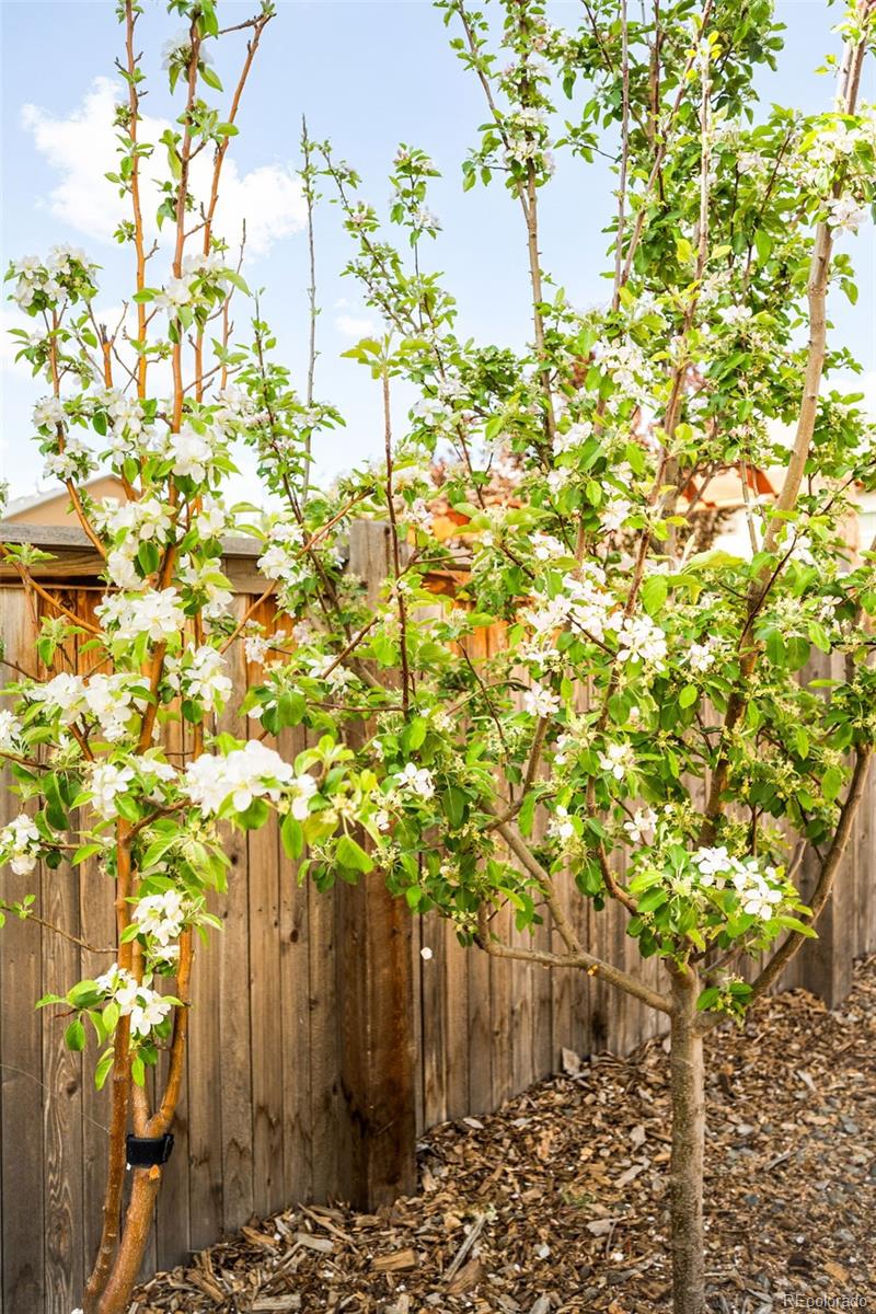 MLS Image #40 for 157  sugar beet circle,longmont, Colorado