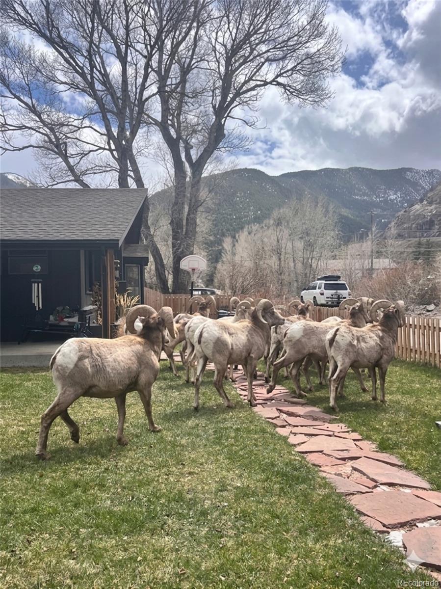 MLS Image #28 for 1414  rose street,georgetown, Colorado