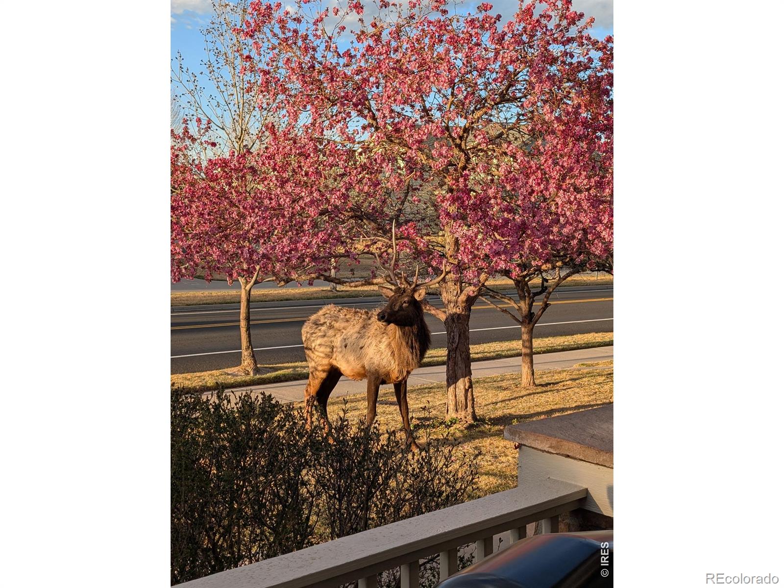 MLS Image #4 for 2980  tabernash drive,loveland, Colorado