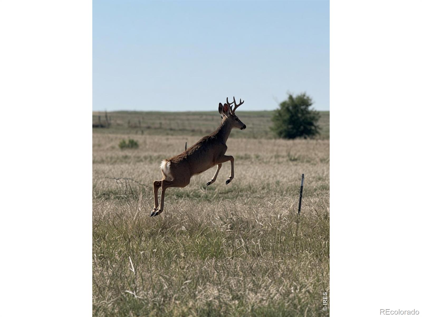 MLS Image #11 for 41219  county road 84 ,briggsdale, Colorado