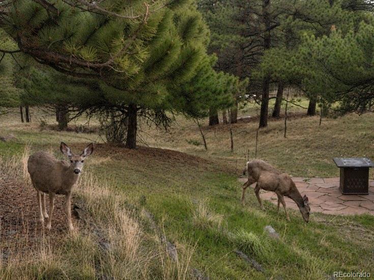 MLS Image #29 for 957  yellow pine drive,bailey, Colorado