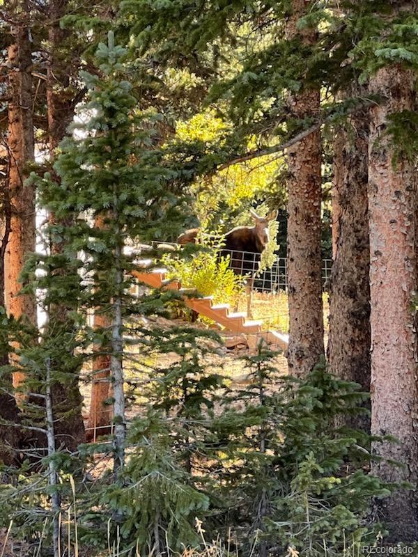 MLS Image #26 for 386  prunes place,fairplay, Colorado
