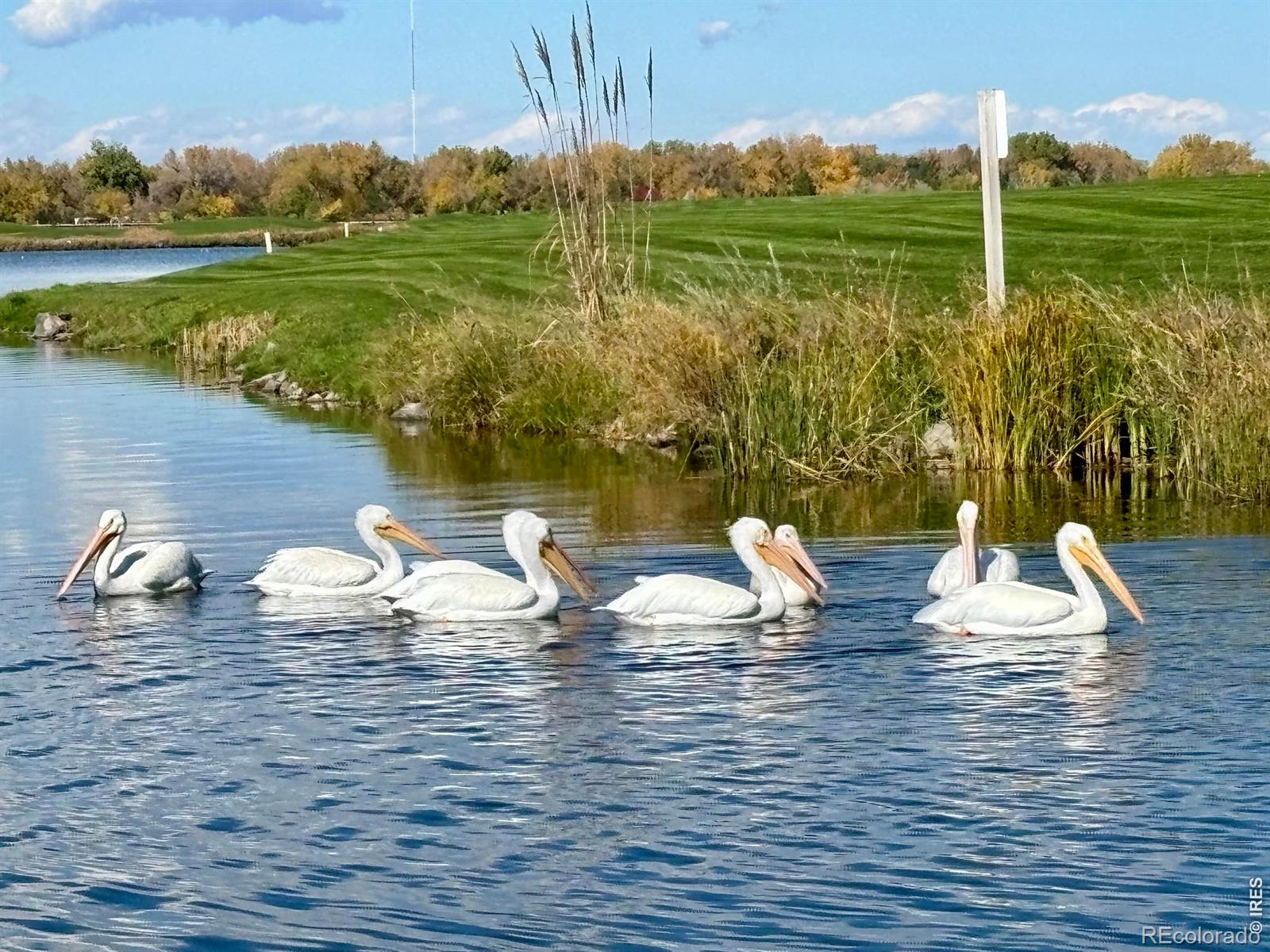 MLS Image #40 for 1503  waterfront drive,windsor, Colorado