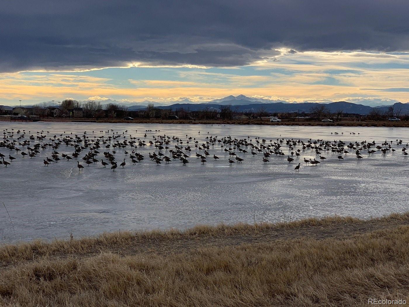 MLS Image #39 for 1756  barefoot drive,windsor, Colorado