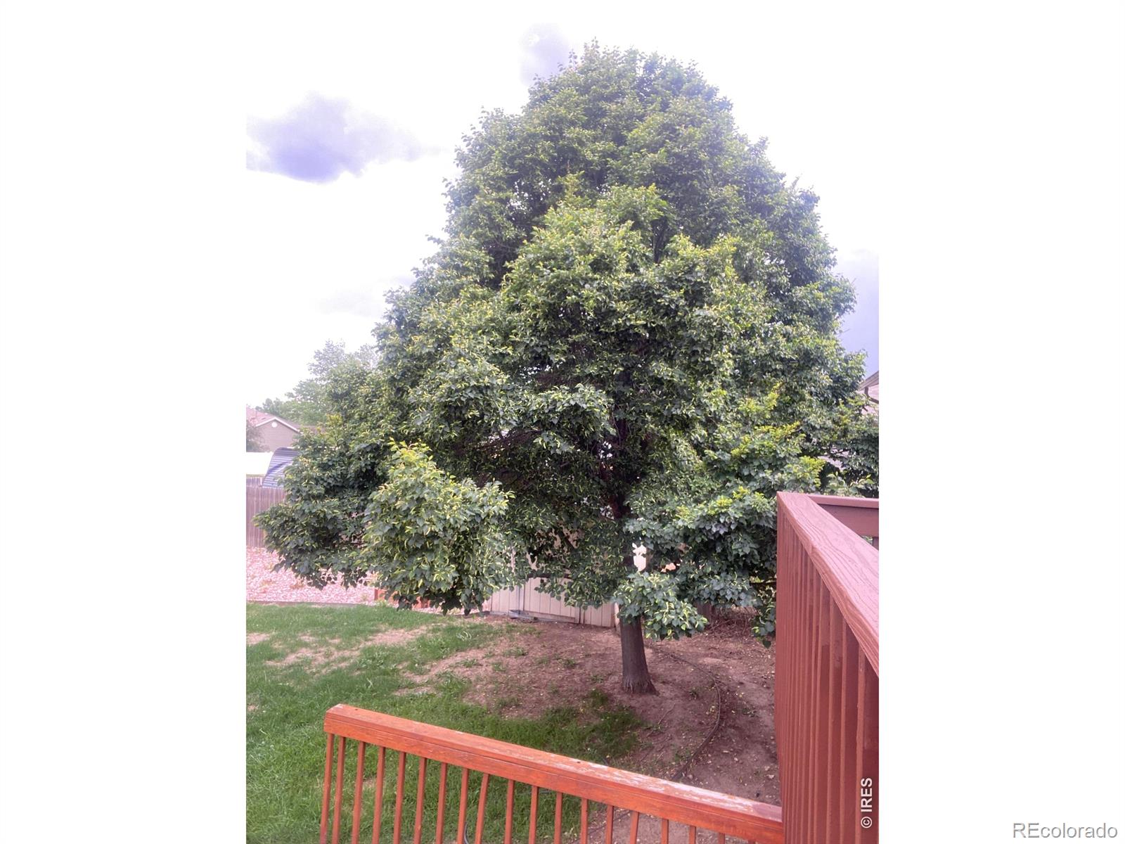 MLS Image #20 for 905  woodbine drive,windsor, Colorado