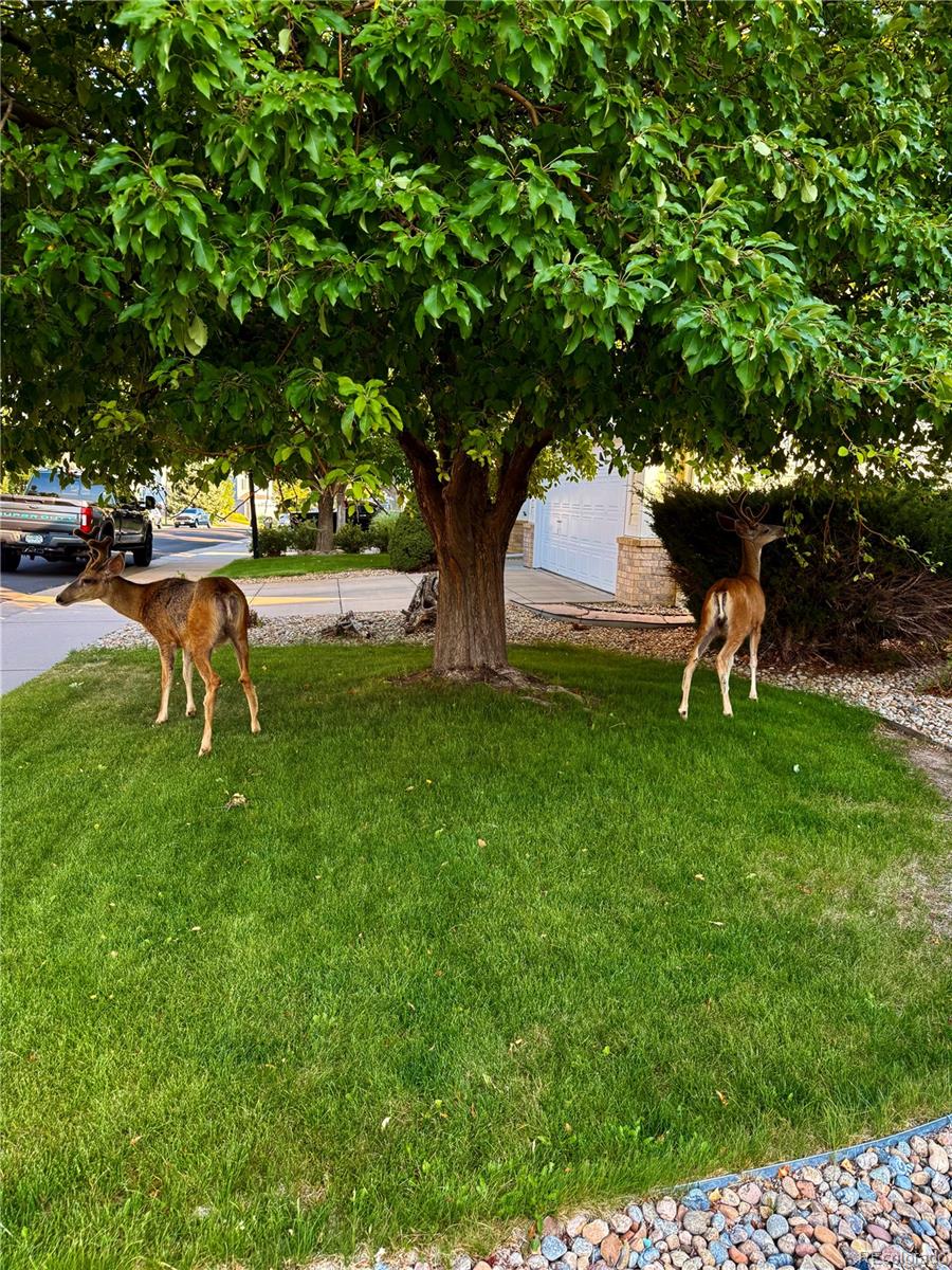 MLS Image #27 for 20409  heather lane,parker, Colorado