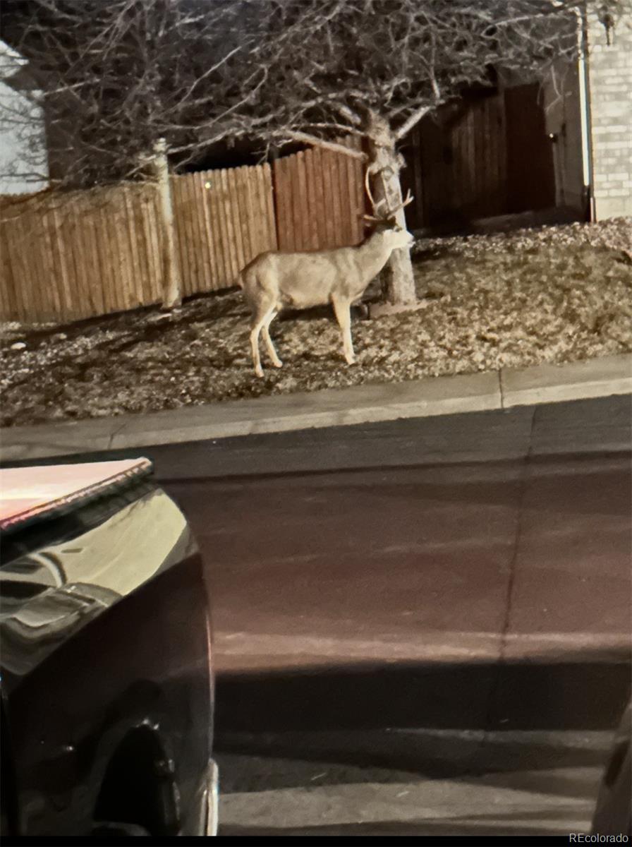 MLS Image #47 for 4270  deer watch drive,castle rock, Colorado