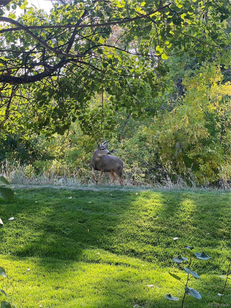 MLS Image #41 for 1259  harrison court,boulder, Colorado