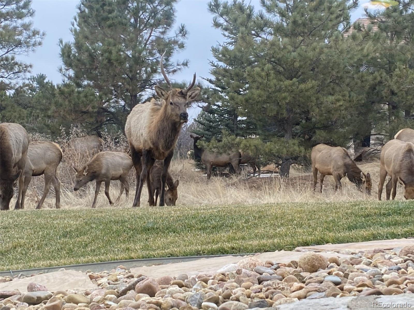 MLS Image #39 for 83  castle pines drive,castle rock, Colorado