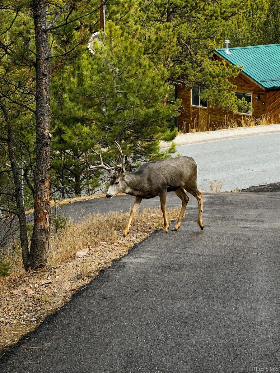 MLS Image #30 for 1423  roland drive,bailey, Colorado