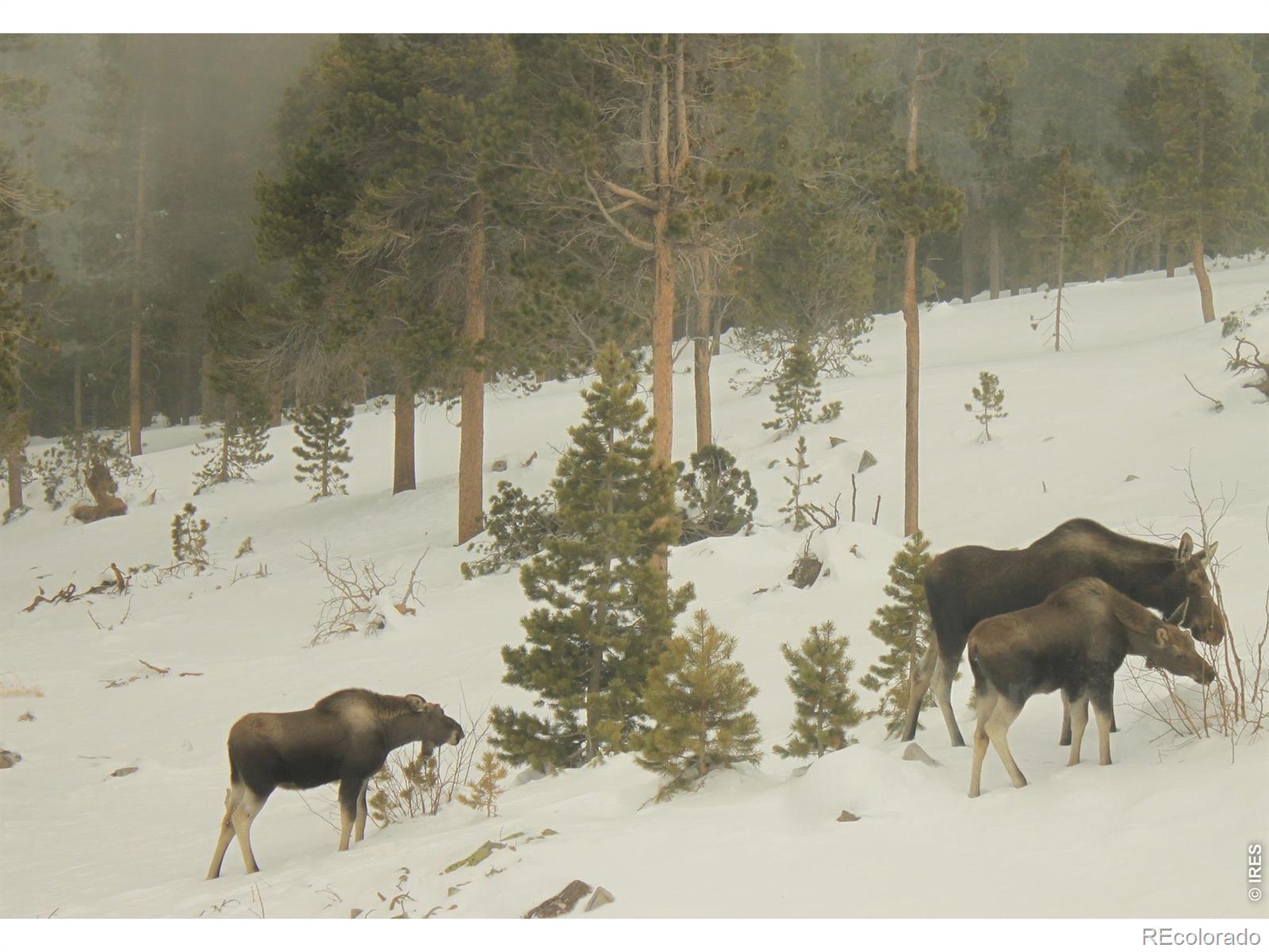 MLS Image #42 for 200  kimwood road,black hawk, Colorado